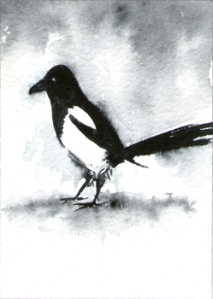 439_another_magpie