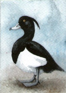 448_tufted_duck